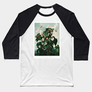 The Oblique–Leaved Begonia Baseball T-Shirt